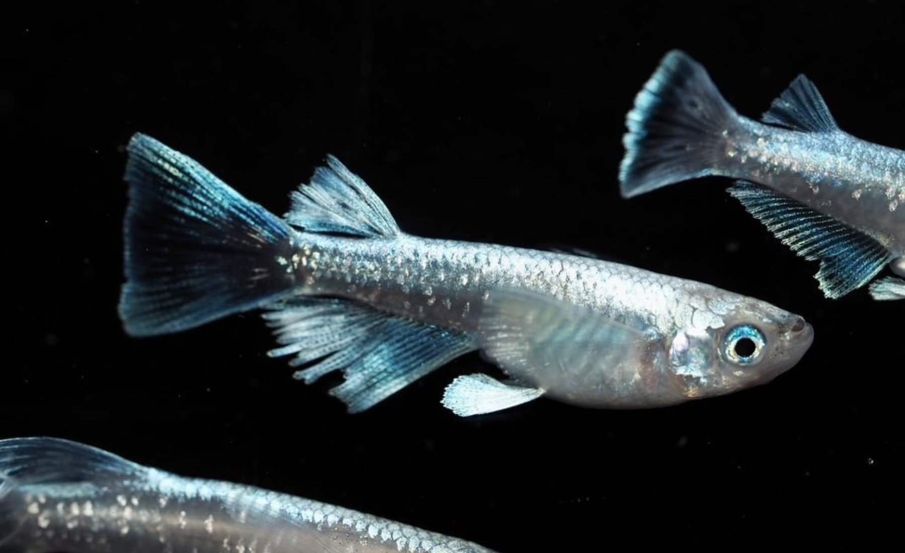 F.Fメダカ - アニマルナビ